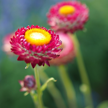 Load image into Gallery viewer, 2025 Biodiversity Challenge - Seed Bomb Kit