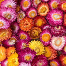 Load image into Gallery viewer, 2025 Biodiversity Challenge - Seed Bomb Kit