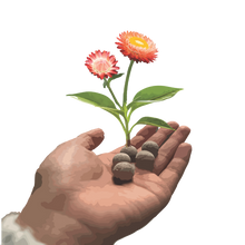 Load image into Gallery viewer, 2025 Biodiversity Challenge - Seed Bomb Kit