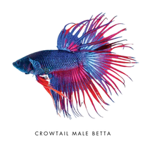 Load image into Gallery viewer, Farmwall Pocket Y-Frame Wellness Starter – Monthly