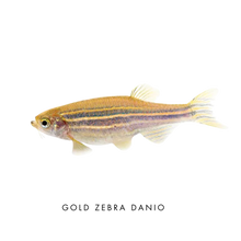 Load image into Gallery viewer, Farmwall Pocket Y-Frame Wellness Starter – Monthly