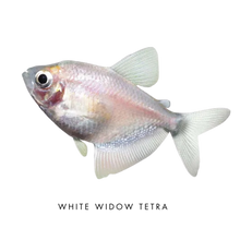 Load image into Gallery viewer, Farmwall Pocket Y-Frame Wellness Starter – Monthly