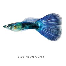 Load image into Gallery viewer, Farmwall Pocket Y-Frame Wellness Starter – Monthly