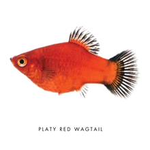 Load image into Gallery viewer, Farmwall Pocket Y-Frame Wellness Starter – Monthly