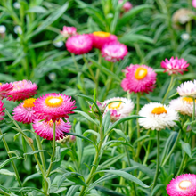 Load image into Gallery viewer, 2025 Biodiversity Challenge - Seed Bomb Kit