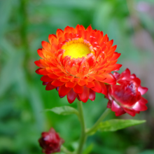 Load image into Gallery viewer, 2025 Biodiversity Challenge - Seed Bomb Kit