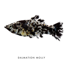 Load image into Gallery viewer, Farmwall Pocket Y-Frame Wellness Starter – Monthly