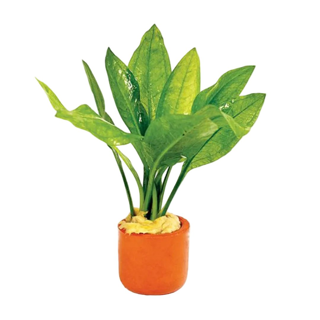 Farmwall Water Plants