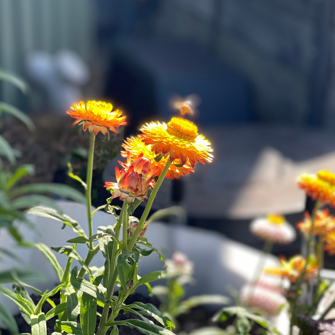 Biodiversity Seed Bomb Kit