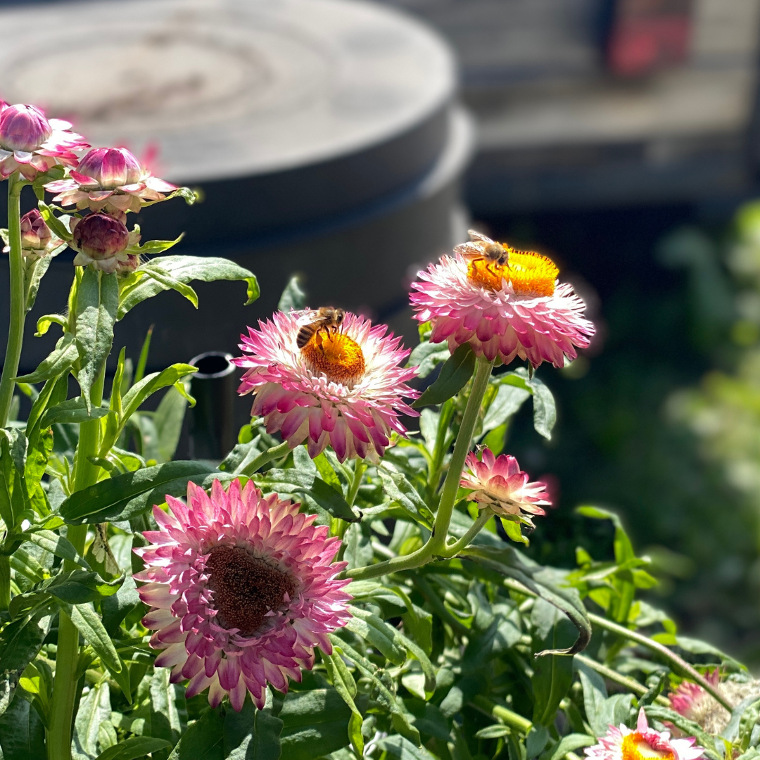 Biodiversity Seed Bomb Kit