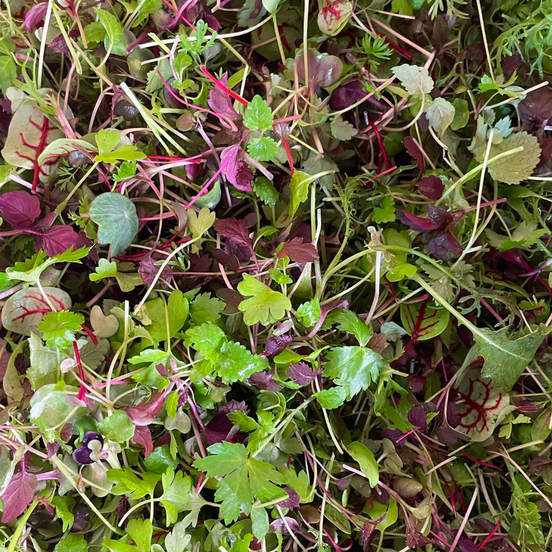 Microgreens Lunch & Learn Sample Pack 🌱