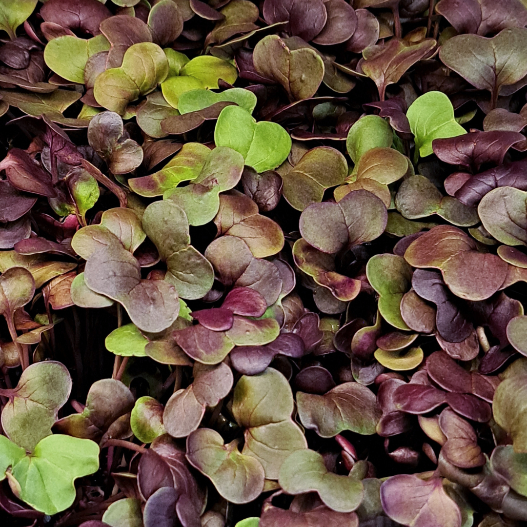 Microgreens Lunch & Learn Sample Pack 🌱