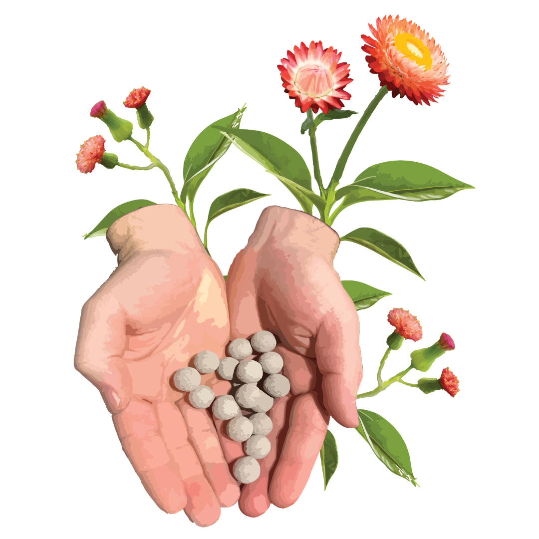 Biodiversity Seed-Bombs - Workshop/Incursion