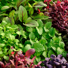 Load image into Gallery viewer, Microgreens Lunch &amp; Learn Sample Pack 🌱
