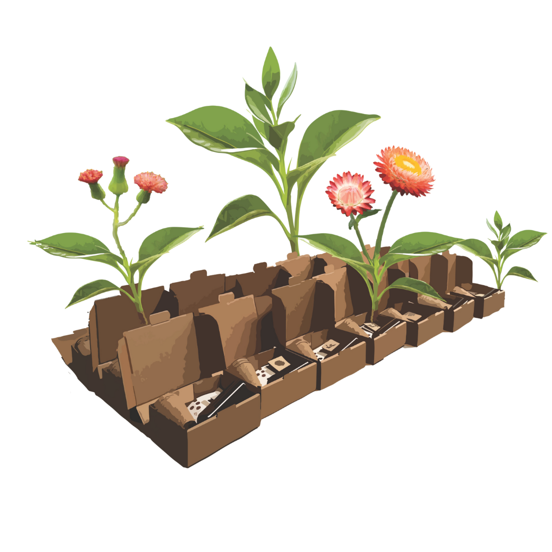 Biodiversity Seed Bomb Kit