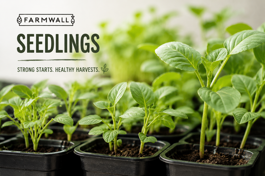 Seedlings