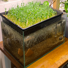 Load image into Gallery viewer, Farmwall Pocket - Indoor Aquaponics Kit
