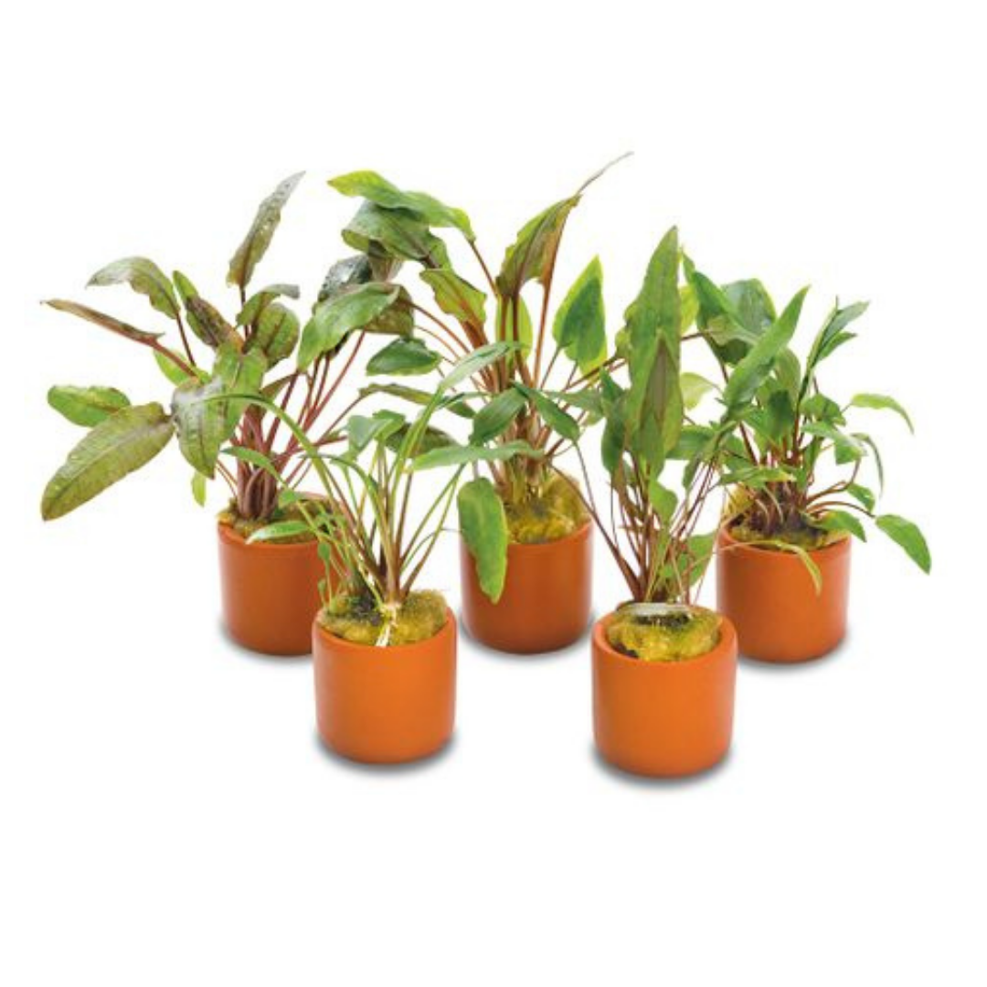 Farmwall Water Plants