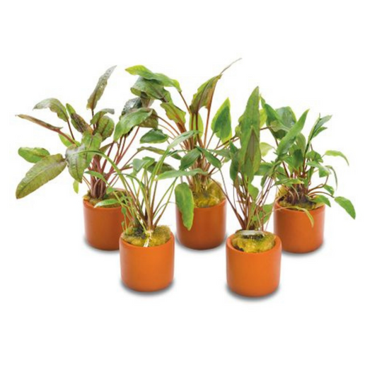 Farmwall Water Plants