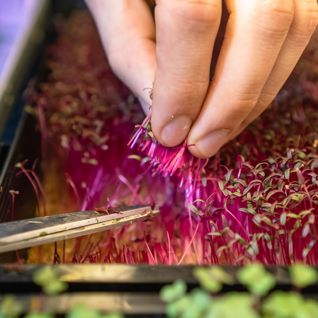 The Farmwall Microgreen Kit