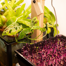 Load image into Gallery viewer, Farmwall Pocket - Indoor Aquaponics Kit
