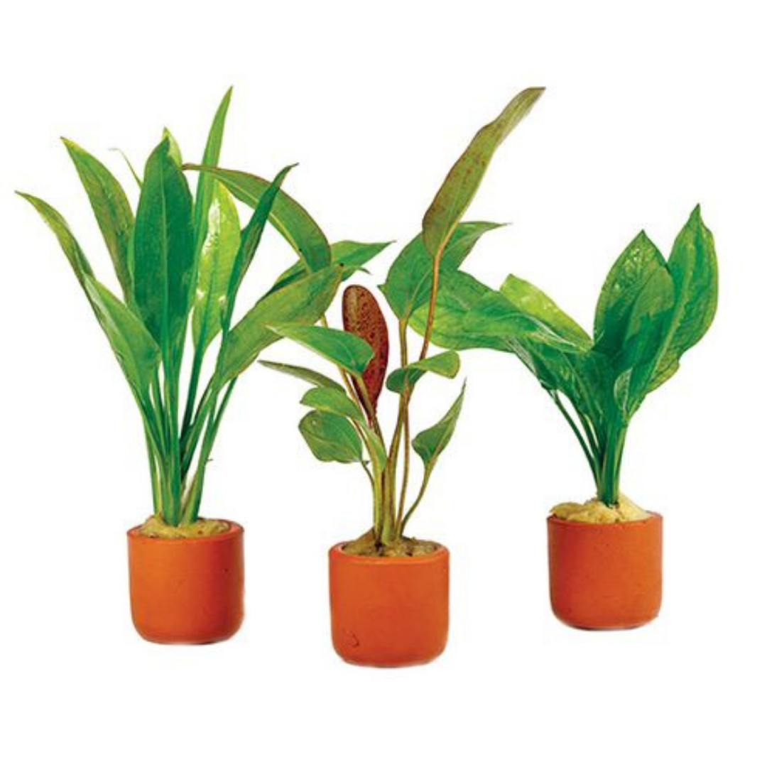 Farmwall Water Plants