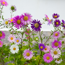 Load image into Gallery viewer, Biodiversity Seed Pod Kit
