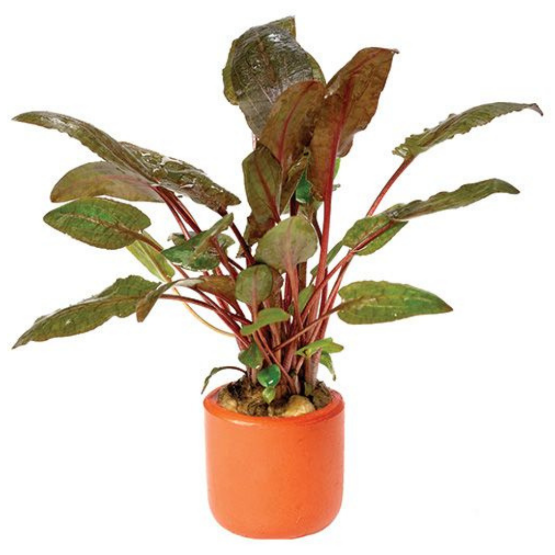 Farmwall Water Plants