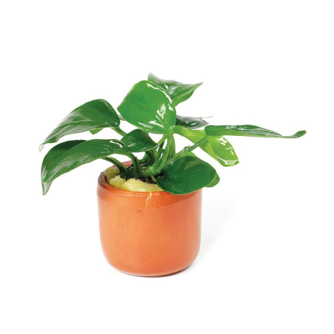 Farmwall Water Plants