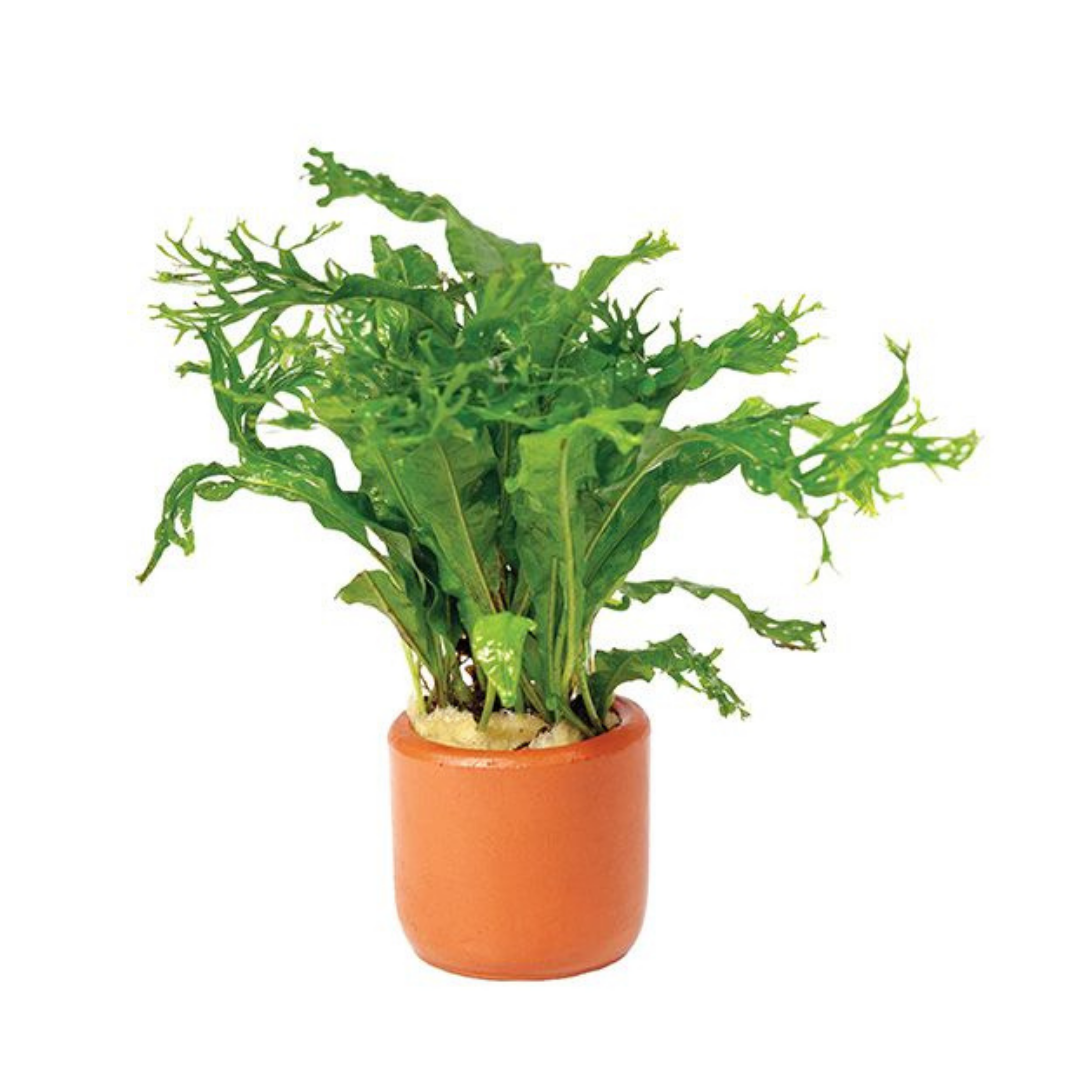 Farmwall Water Plants
