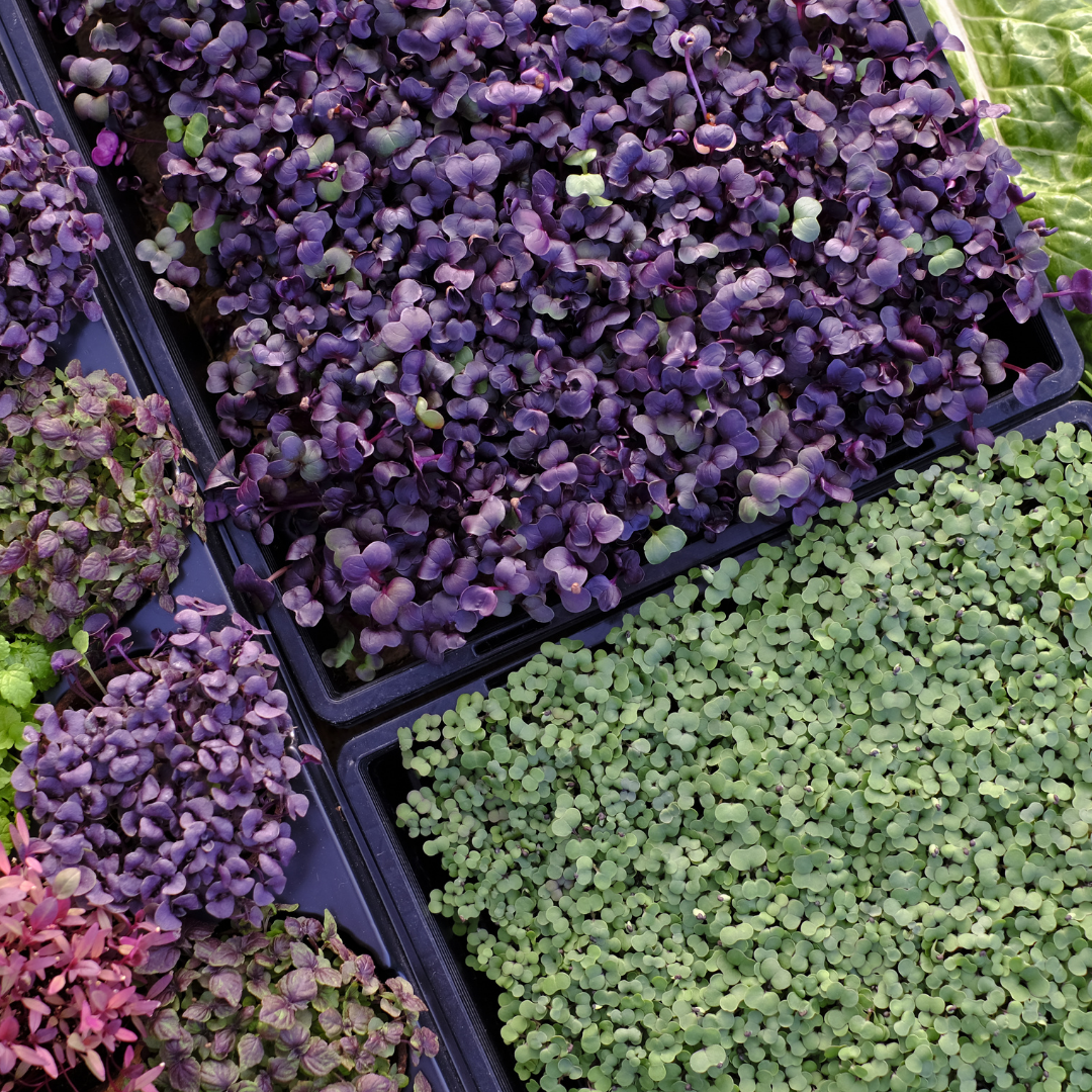 The Farmwall Microgreen Kit