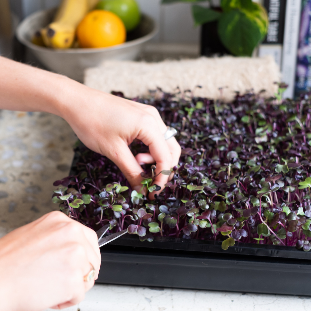 The Farmwall Microgreen Kit