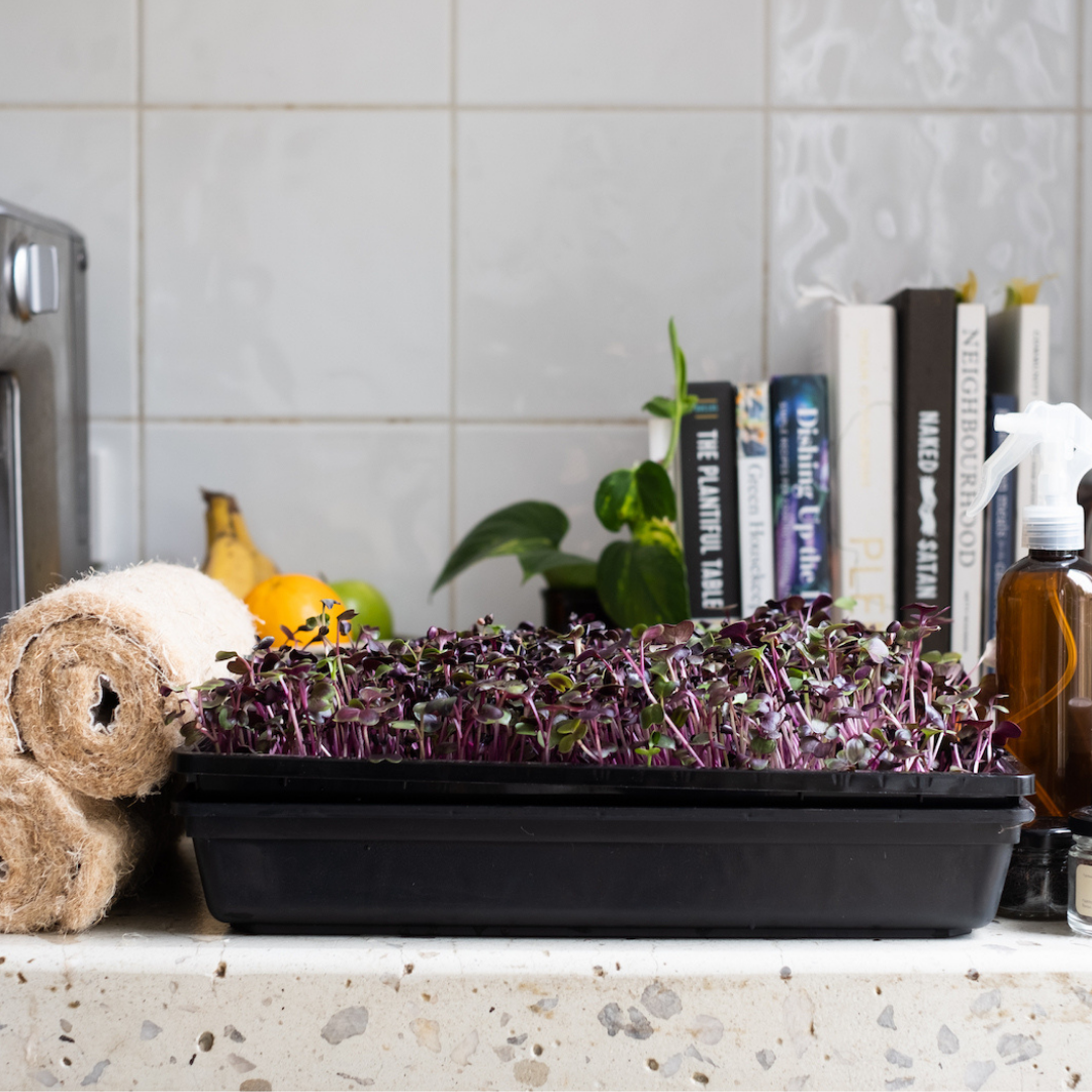 The Farmwall Microgreen Kit